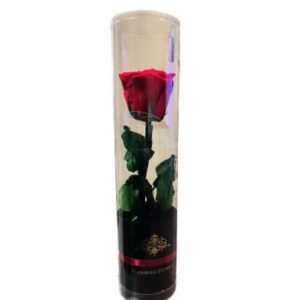 PRESERVED SINGLE RED ROSE FLOWER